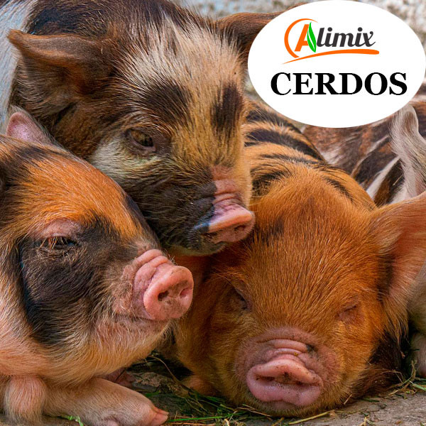 ALIMENTO BALANCEADO PARA CERDOS