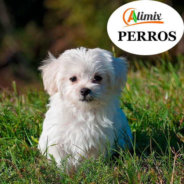 ALIMENTO BALANCEADO PARA PERROS