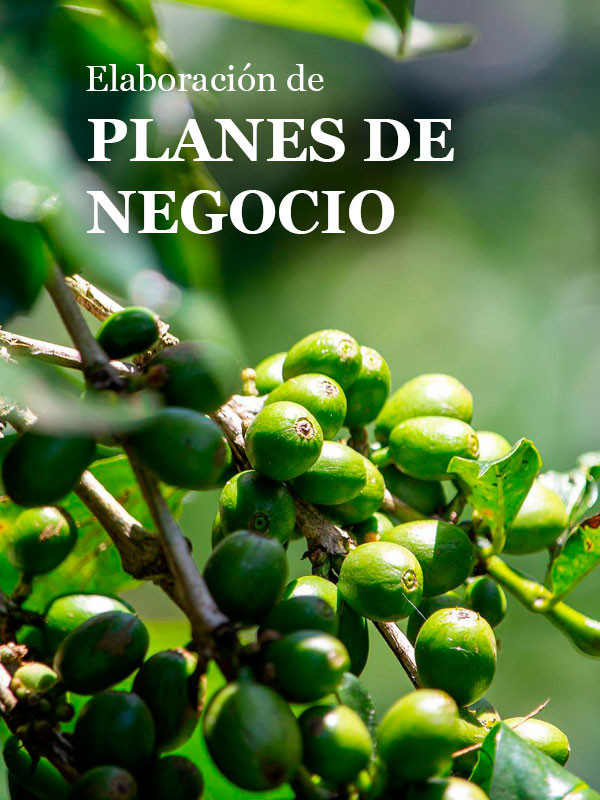 CONSULTORIA Y FORMULACION DE PLANES DE NEGOCIO